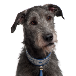 Petland Summerville, South Carolina Pet Store Scottish Deerhound