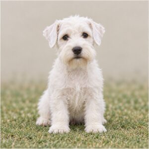 White, scruffy-coated Sealyham Terrier standing alert with playful eyes