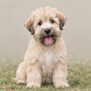 Light tan, soft, silky coat with playful posture and bright eyes