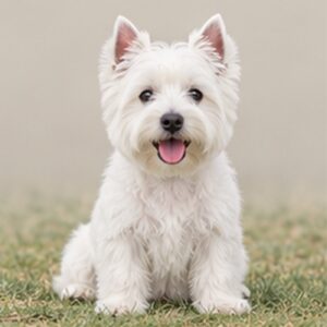 West Highland Terrier Puppies