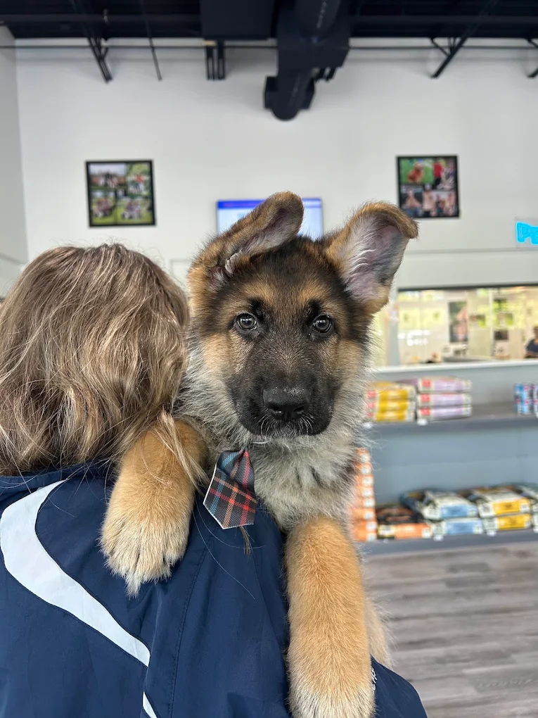 A family spending time with a puppy at Petland Summerville