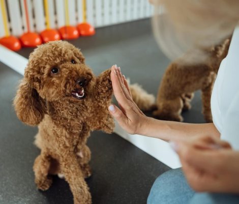 Several Financing Options Available-Petland Summerville