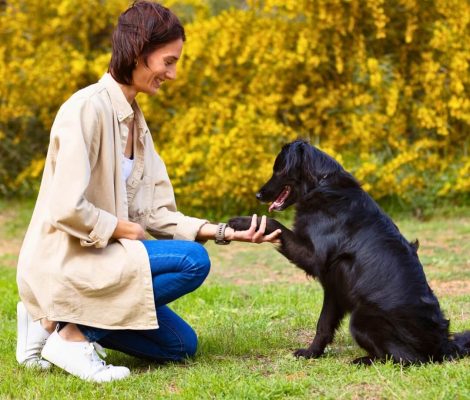 Principles-Petland Summerville