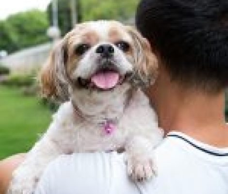 Principles-Petland Summerville