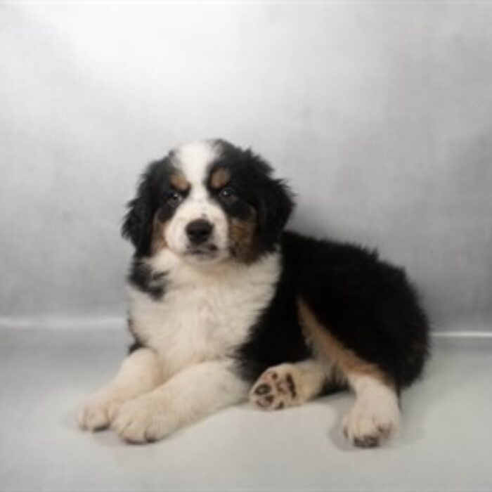 Minature Australian Shepherd - 13638 photo 3