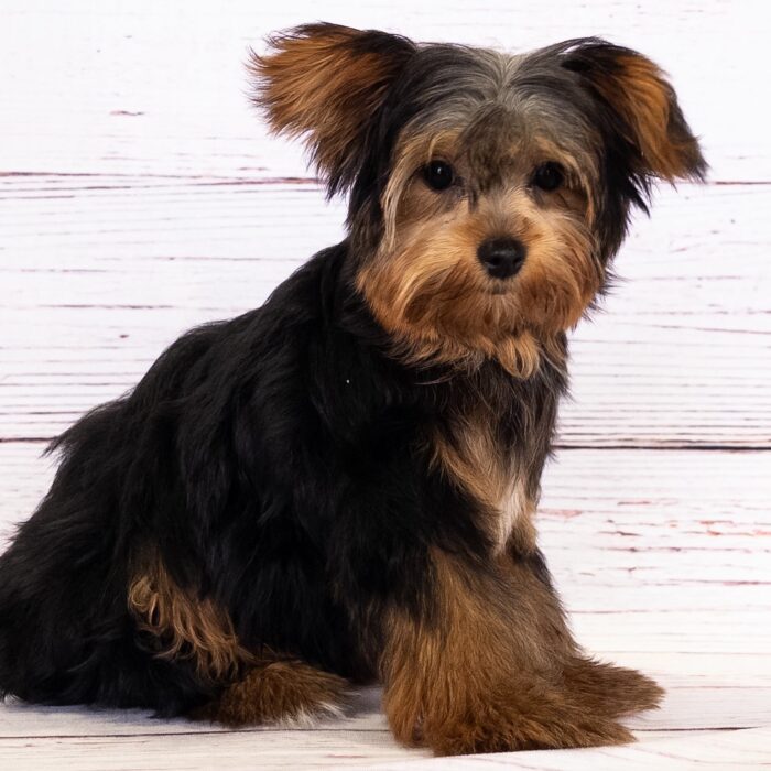 Yorkshire Terrier - 13646, Yorkshire Terrier