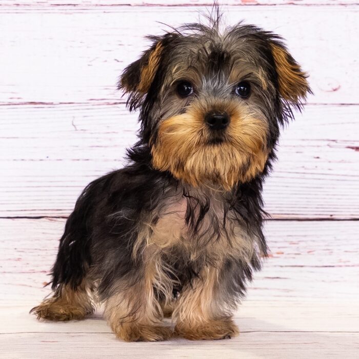 Yorkshire Terrier - 13696, Yorkshire Terrier