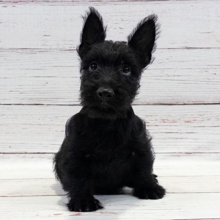 Scottish Terrier - 13708, Scottish Terrier
