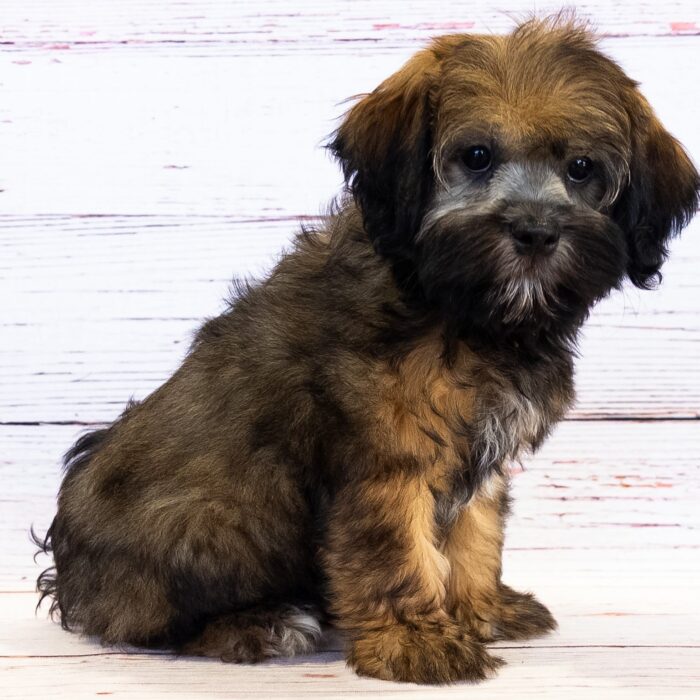 Havanese - 13724, Havanese