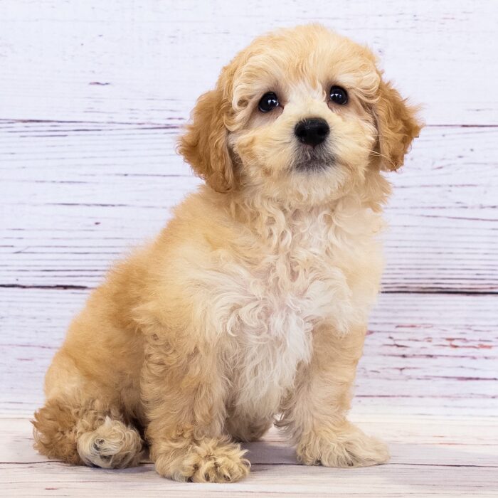 Bichon Poo - 13730, Bichon Poo