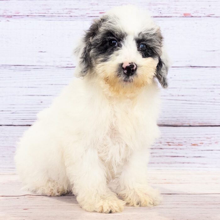 Bichon Poo - 13731, Bichon Poo