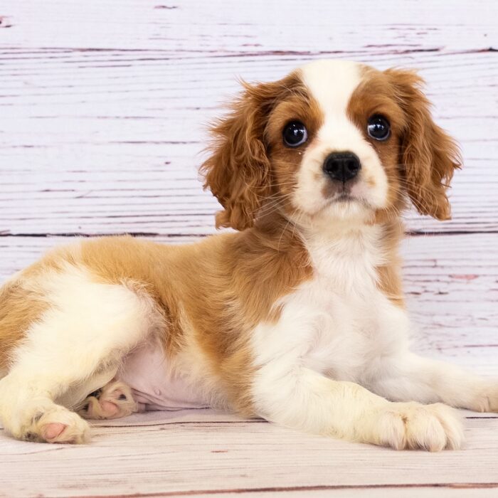 Cavalier King Charles Spaniel - 13732, Cavalier King Charles Spaniel