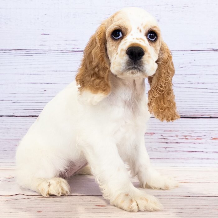 Cocker Spaniel - 13733, Cocker Spaniel