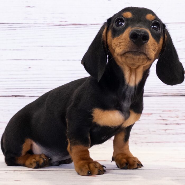 Dachshund - 13734, Dachshund