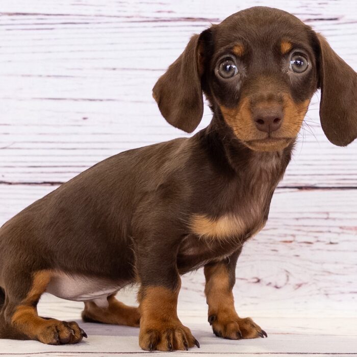 Dachshund - 13735, Dachshund
