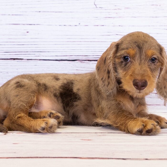 Dachshund - 13736, Dachshund