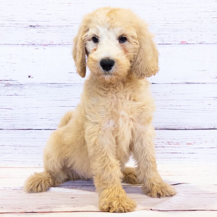 Mini Goldendoodle F1B - 13738, Mini Goldendoodle F1B