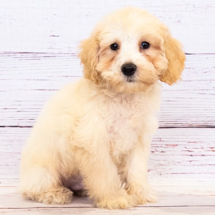 Schnoodle - 13740, Schnoodle