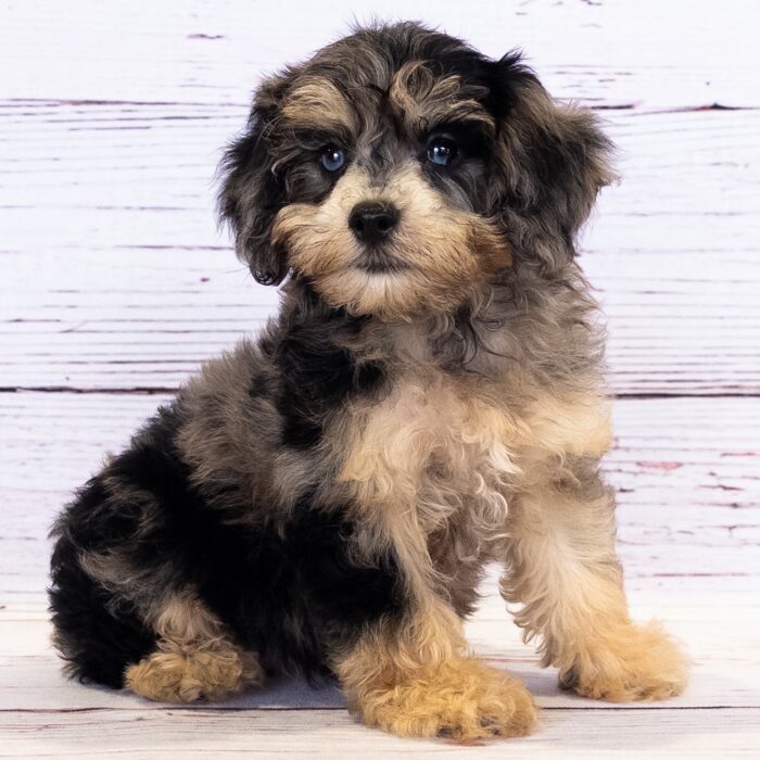 Schnoodle - 13741, Schnoodle