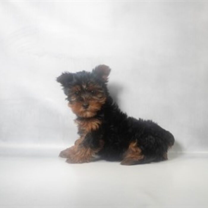 Yorkshire Terrier - 13742, Yorkshire Terrier