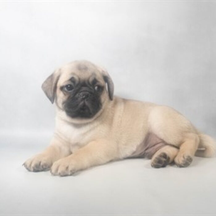 Pug - 13743, Pug