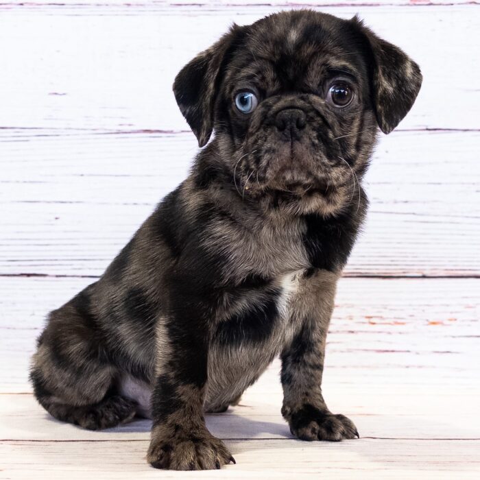 Pug - 13744, Pug