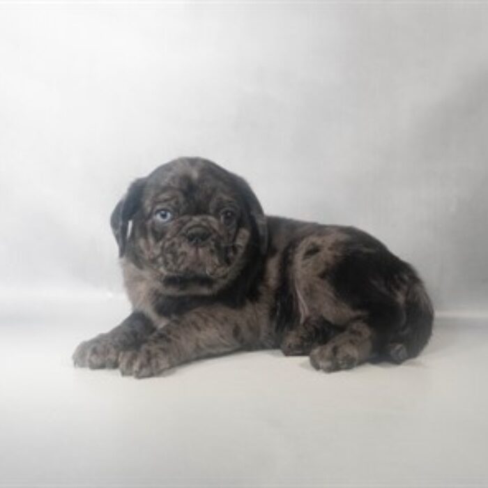 Pug - 13744, Pug