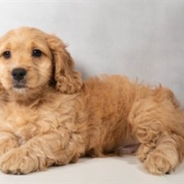 Cockapoo - 13745, Cockapoo