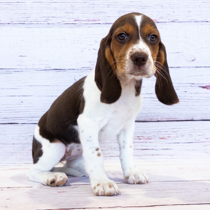 Beagle - 13746, Beagle