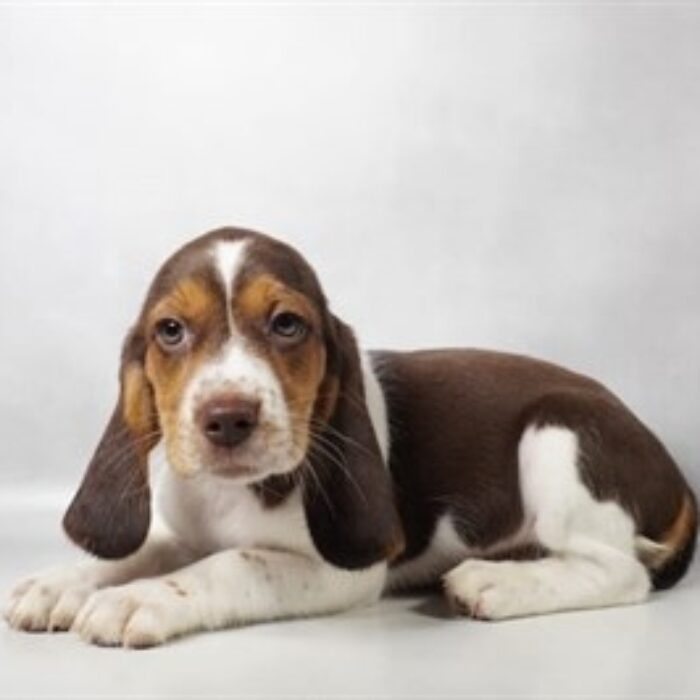 Beagle - 13746, Beagle