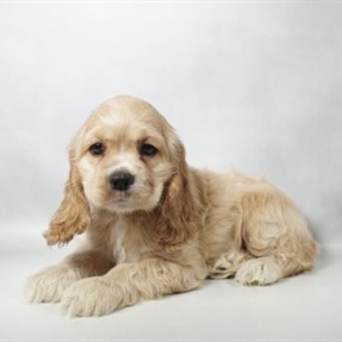 Cocker Spaniel - 13747 photo 2
