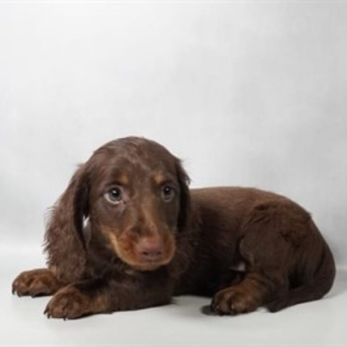 Dachshund - 13748 photo 2