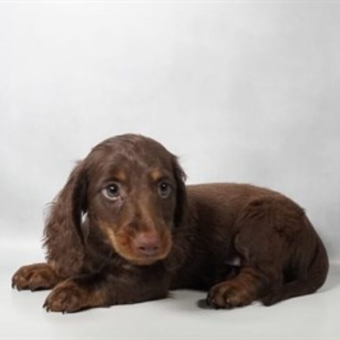 Dachshund - 13748, Dachshund