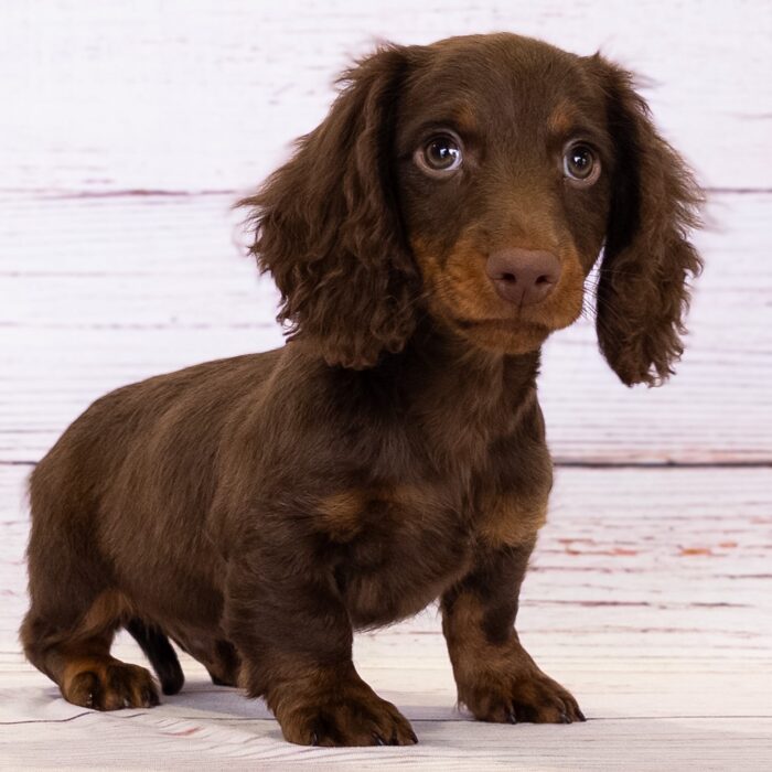 Dachshund - 13748, Dachshund