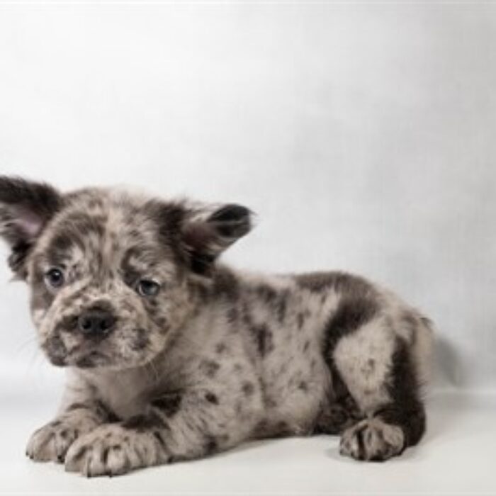 French Bulldog - 13749, French Bulldog