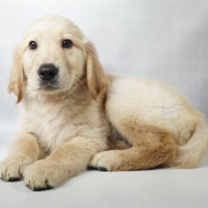 Golden Retriever - 13750, Golden Retriever