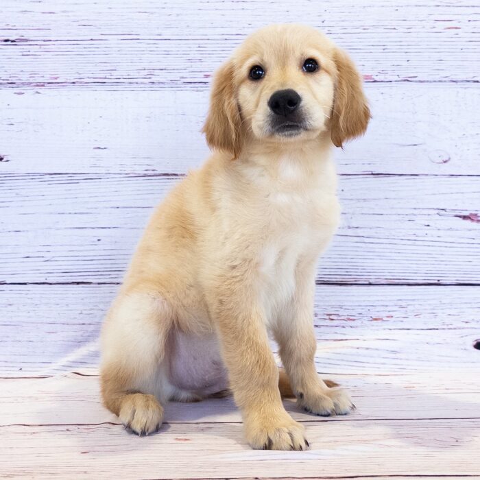 Golden Retriever - 13750, Golden Retriever
