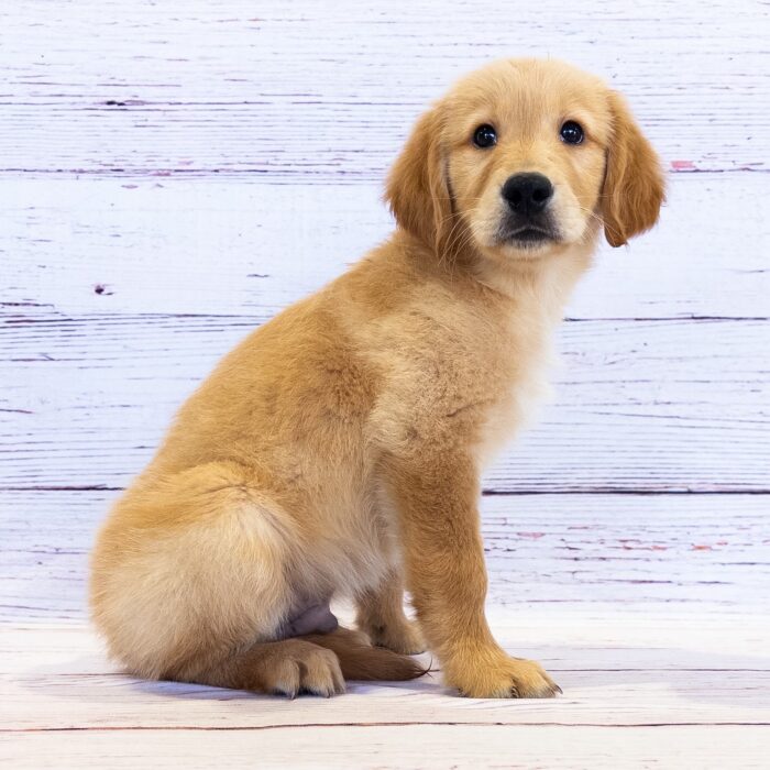 Golden Retriever - 13751, Golden Retriever