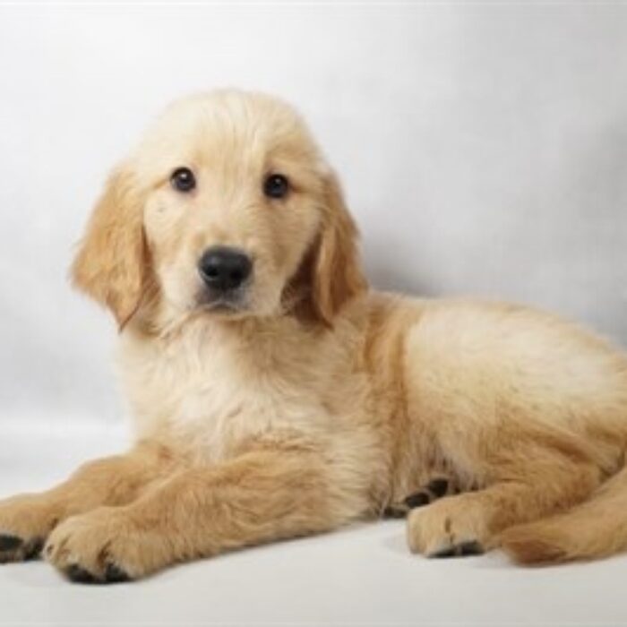 Golden Retriever - 13751, Golden Retriever