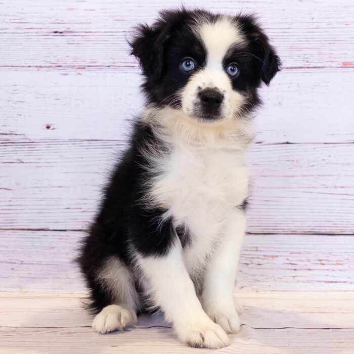Miniature Australian Shepherd - 13752, Miniature Australian Shepherd