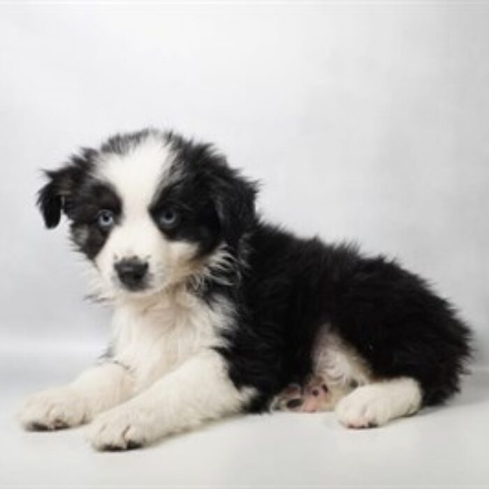 Miniature Australian Shepherd - 13752, Miniature Australian Shepherd