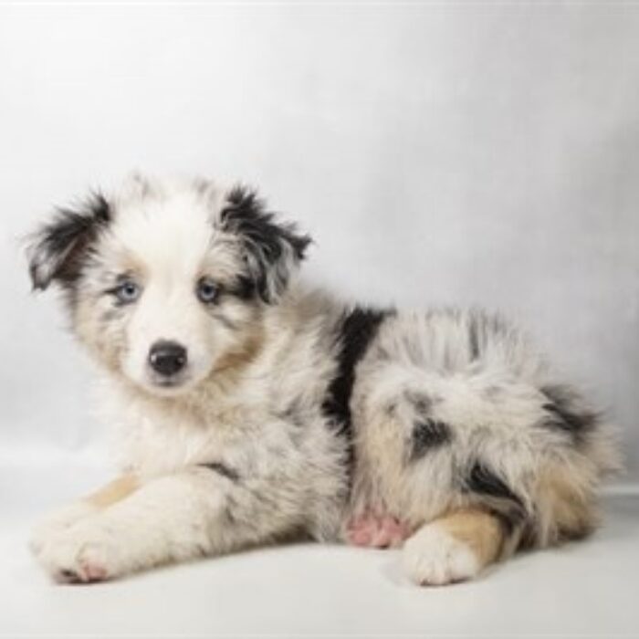Miniature Australian Shepherd - 13753, Miniature Australian Shepherd