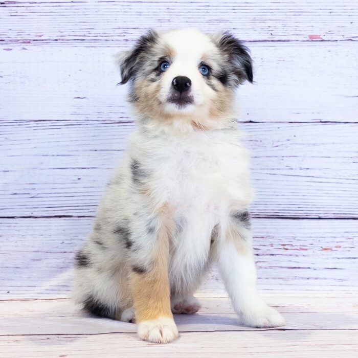 Miniature Australian Shepherd - 13753, Miniature Australian Shepherd