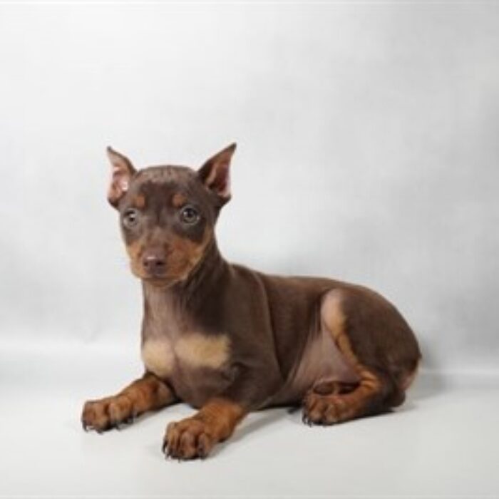 Miniature Pinscher - 13754, Miniature Pinscher