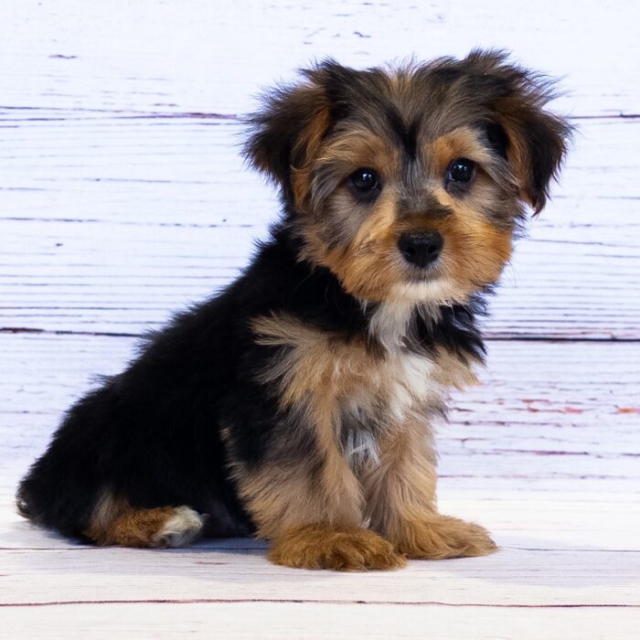 Morkie - 13755, Morkie