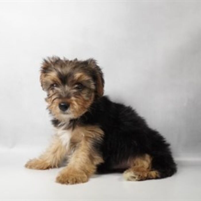 Morkie - 13755, Morkie