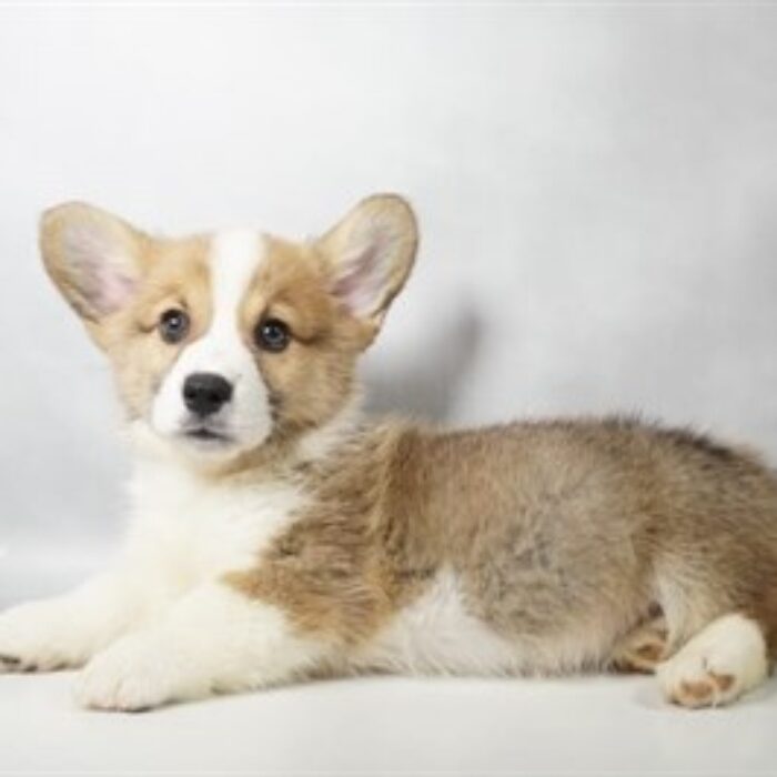 Pembroke Welsh Corgi - 13756, Pembroke Welsh Corgi