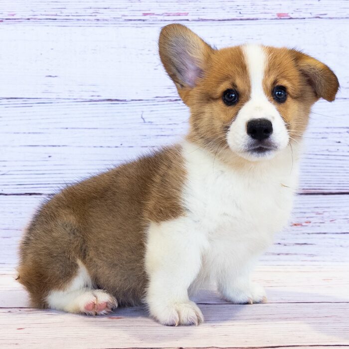 Pembroke Welsh Corgi - 13756, Pembroke Welsh Corgi