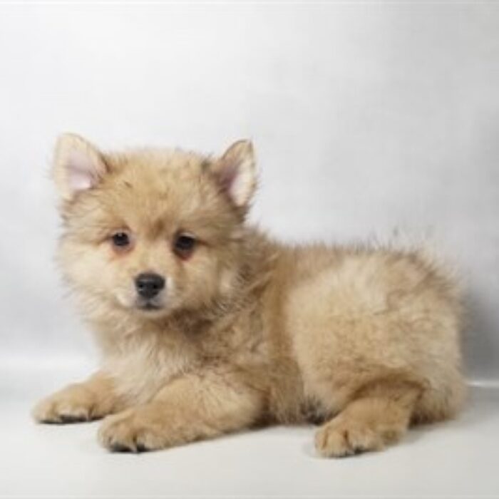 Pomeranian - 13757, Pomeranian