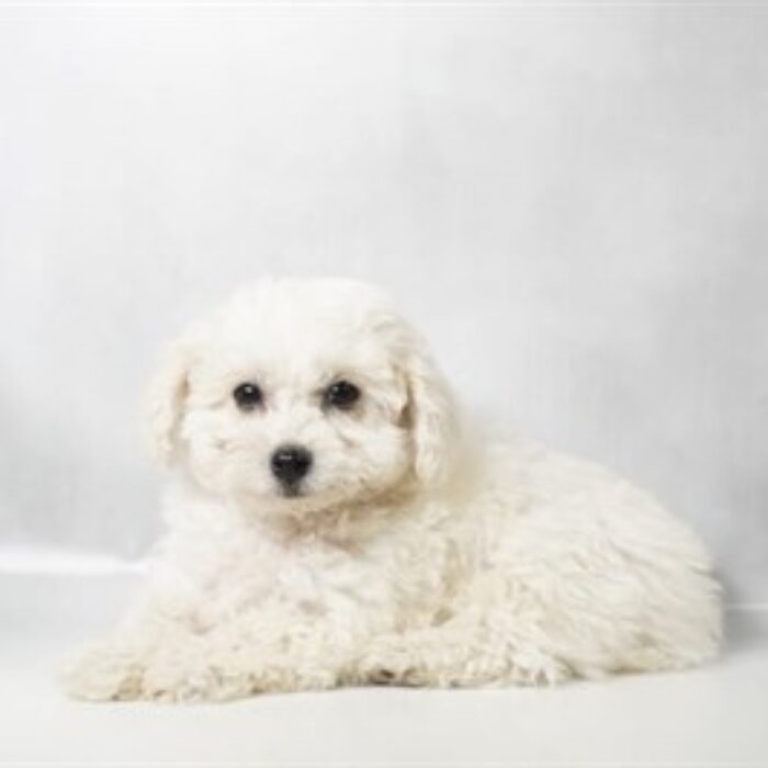Poodle - 13758, Poodle